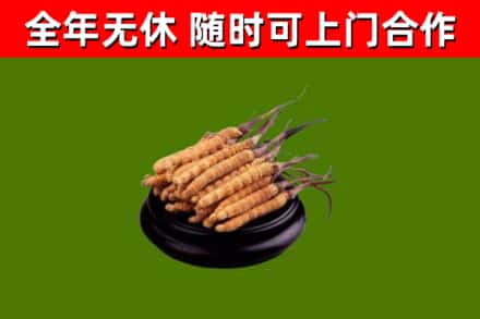 威信烟酒回收冬虫夏草.jpg